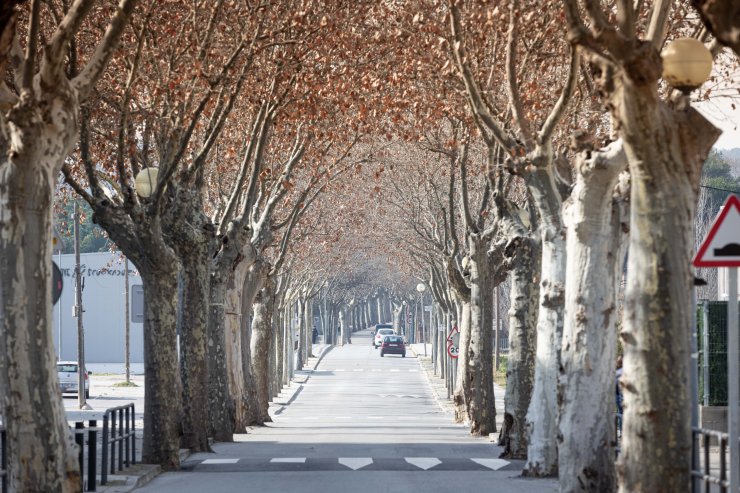 Arbres del Passeig de la Carrerada