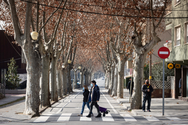 Arbres del Passeig de la Carrerada