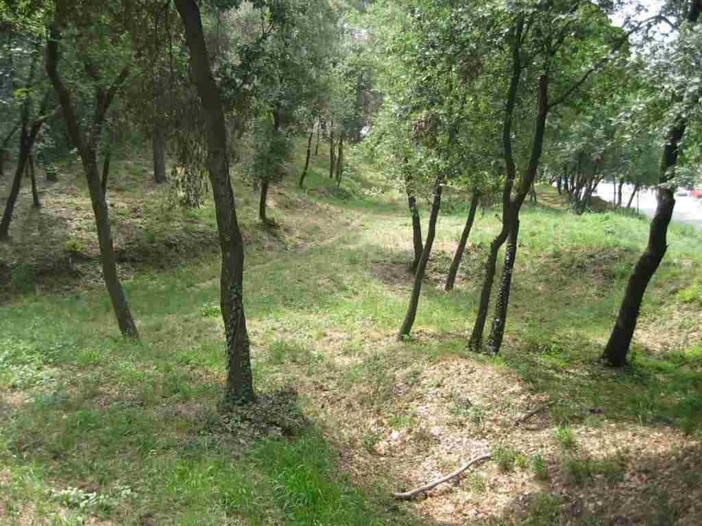 Franja de seguretat en una zona de bosc al terme de Palau